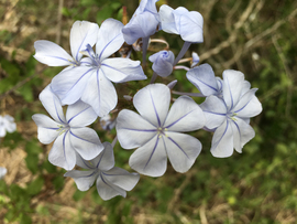 Plumbago1