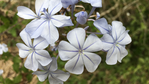 Plumbago1