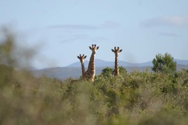 Img 1217 11