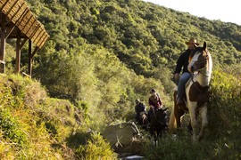 Horse Safari (2)