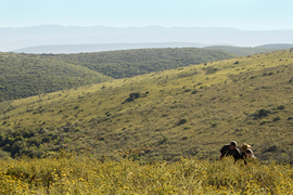 Walking Safari (2)